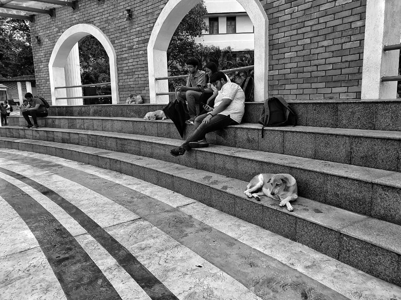 Dogs of Student Plaza